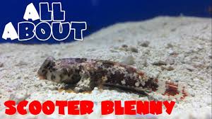 The way they hop about the tank, pecking at rocks, sand and glass alike is always fun to watch. All About The Scooter Blenny Or Dragonet Youtube