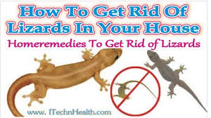 What are some ways to get rid of cockroaches and ants inside the house? How To Get Rid Of Lizards In Your House Get Rid Of Lizards Home Lizard Baby Lizards