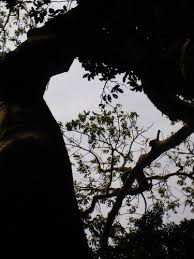 Image result for Canarium schweinfurthii