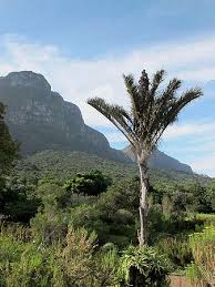 Image result for Raphia australis