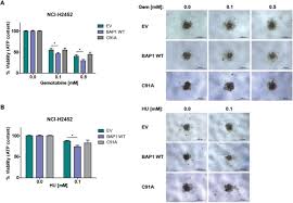 Several cases of familial aggregation have been reported and recently shown to be associated with constitutional mutations of the bap1 gene. Genome Wide Silencing Screen In Mesothelioma Cells Reveals That Loss Of Function Of Bap1 Induces Chemoresistance To Ribonucleotide Reductase Inhibition Implication For Therapy Biorxiv