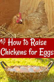 Raising Chickens For Eggs Basic Requirements Laying Chickens Breeds Chickens Backyard Raising Chickens