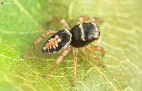 Image result for Nidorella spartioides