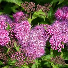 Image result for Spiraea bumalda
