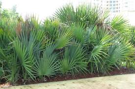 Image result for Serenoa repens