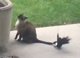 Sep 18, 2020 · official website for smashing pumpkins. Playful Magpie Tests The Patience Of Elderly Cat By Pecking At Its Tail And Squawking Daily Mail Online