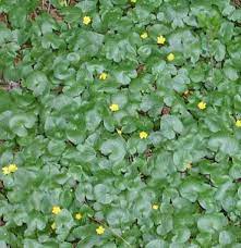 They thrive against all the odds and are difficult to eradicate. Winter Invasive Plant Identification Environment
