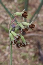 Image result for Tulbaghia cameronii
