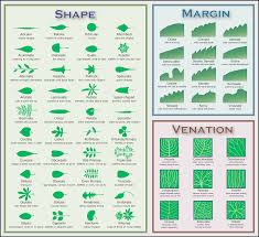 Leaf Chart Native Plants For A Cape Cod Garden