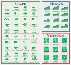 leaf chart native plants for a cape cod garden