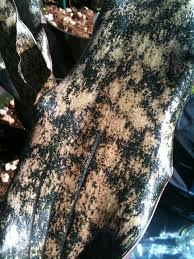 Image result for Sansevieria kirkii