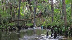 Check spelling or type a new query. The 7 Best County Parks In Florida To Visit South Florida Sun Sentinel South Florida Sun Sentinel