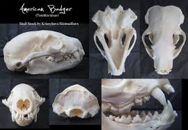 Skull Stock American Badger Animal Skulls Skull Reference Skull