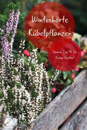 Winterharte Kubelpflanzen Unsere Top 15 Plantura Kubelpflanzen Winterhart Kubelpflanzen Winterhart