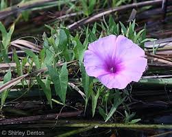 Image result for Ipomoea protea