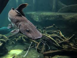 Maybe you would like to learn more about one of these? Regionalitat Wiener Firma Vereint Fisch Und Gemusezucht In Grossem Glashaus Vienna Online