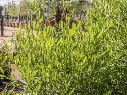 Green Hopseed Bush Desert Horizon Nursery Evergreen Shrubs Desert Landscaping Plants
