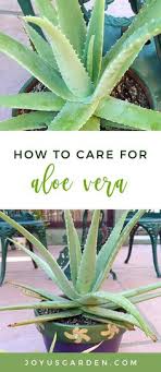 Efficacy of aloe vera extract cream in management of burn wound. 650 Aloe Ideas In 2021 Aloe Succulents Planting Succulents