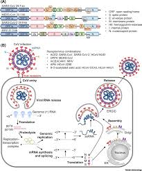 The interaction of cytokines with its receptor on target cells can cause changes in the expression of adhesion molecules and chemokines receptor on the target membrane, thus allowing it to move from one location to another. Coronaviruses Innate Immunity Inflammasome Activation Inflammatory Cell Death And Cytokines Trends In Immunology