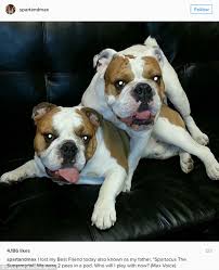 Cancel free on most hotels. Coco Austin Shares Instagram Tribute To Her Dog Spartacus As He Dies After Knee Surgery Daily Mail Online