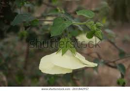 Image result for Hibiscus vitifolius