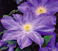 Maybe you would like to learn more about one of these? Clematis Diana S Delight White Flower Farm Clematis Plants White Flower Farm Clematis Flower