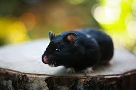 Are Black And White Syrian Hamsters Rare Black Syrian Baby Animals Super Cute Syrian Hamster Funny Animal Videos