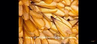 Looking for pest control, removal, extermination orleans, on? Best Pest Control Llc Home Facebook