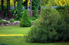 Plant this shrub as a privacy screen or informal hedge in regions with hot, dry summers. Outdoor Privacy Screen Tips Turf Works