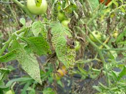 Image result for Septoria leaf spot of tomato