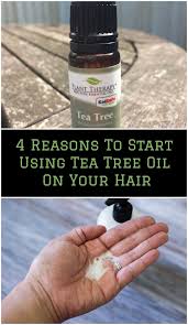 Add 25 drops of tea tree essential oil in 100 ml of mild shampoo. 4 Reasons To Start Putting Tea Tree Oil In Your Hair How To Do It