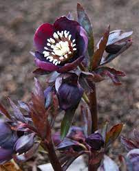 Lenten Rose Hellebores Are One Of The Best Plants For The Shade Garden In Spring And Their Leathery Dark Gree Shade Loving Flowers Dark Flowers Lenten Rose