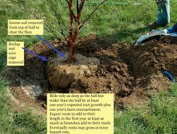 Tree (norway spruce) with soil/mulch piled over the root flare Gardenatoz Oaks Got Flare Garden A To Z
