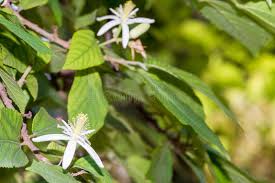 Image result for Grewia filipes