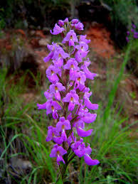 Image result for Brachycorythis