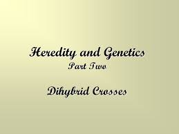 You will be directed to another page. Heredity And Genetics Part Two Dihybrid Crosses Review Of Monohybrid Crosses Remember Monohybrid Crosses Involve Only One Trait Practice In Fruit Flies Ppt Download