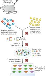 We did not find results for: Tools Of The Cell Biologist Sciencedirect