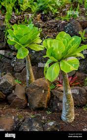Brighamia insignis, commonly known as Olulu or Alula in Hawaiian, or  colloquially as cabbage on a stick, is a critically endangered species of  Hawaiia Stock Photo - Alamy