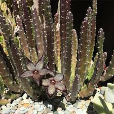 A person, new to cactus growing, posts a picture of their flowering cactus plant in the identification section. Mr Cacti Cacti Cacti En Instagram For Advertising Your Page Or Products On Our Page Please Send Me A Me Cactus Cactus Plants Cactus And Succulents