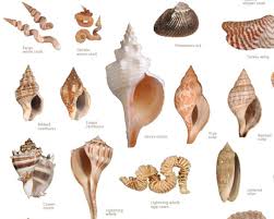 Maybe you would like to learn more about one of these? Best Shelling Locations In Florida Hobbylark