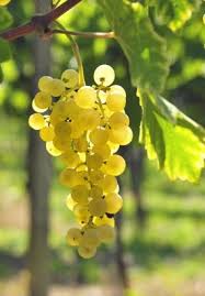 Cultiver Une Treille Dans Son Jardin Cultiver Raisin Jardin Fruitier