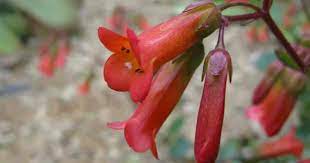 Succulent with red bell flowers. Kalanchoe Manginii Care How To Grow Beach Bells