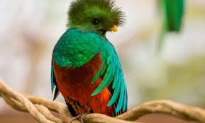 Birds That Start With The Letter Q 12 Fabulous Animals That Start With The Letter Q Animals Birds Angel Fish