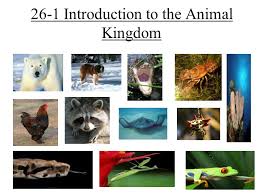Depending on the organization of cells, animals are grouped into 2 categories, namely, parazoans (shows cellular level) and eumetazoans (shows tissue level or organ level or organ system level or organization). 26 1 Introduction To The Animal Kingdom The Animal Kingdom Animals Are Multicellular Eukaryotic Heterotrophs Organisms With Cells Without Cell Walls Ppt Download