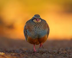 Image result for Alectoris rufa