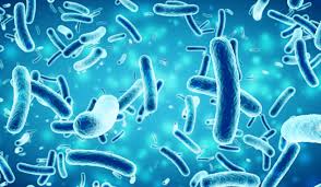 While gastroenteritis is the most common presentation in healthy adults, systemic disease can also occur, particularly in those who are immunocompromised including children and the elderly. Salmonella Enteritidis Response Plan An Approach To Salmonella Enteritidis Detection Australian Eggs