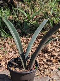 Image result for Sansevieria hallii
