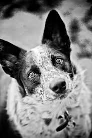 Black And White Cattle Dog Rook By Bob Lionel 500px Australian Cattle Dog Blue Heeler Pretty Dogs Cattle Dog