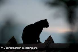 Venez succomber au baba au rhum, à la tarte au citron ou à la fameuse tarte à la crème ! Image Du Jour Un Chat Sur Un Toit Brulant L Informateur De Bourgogne