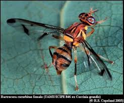 Exotic fruit flies, including the oriental fruit fly (bactrocera dorsalis), carambola fruit fly (b. Invasive Fruit Fly Pests In Africa